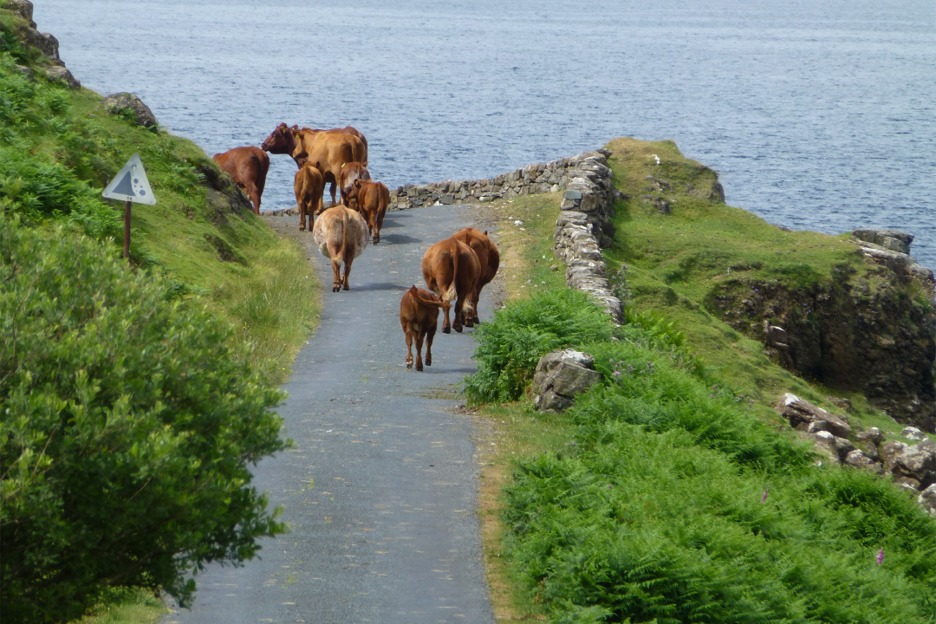 Cows out for a walk, Isle of Mull